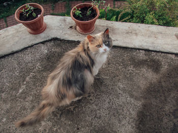 High angle view of a cat