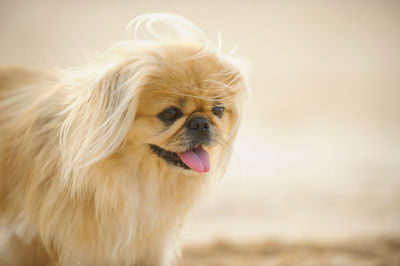 Close-up of dog sticking out tongue