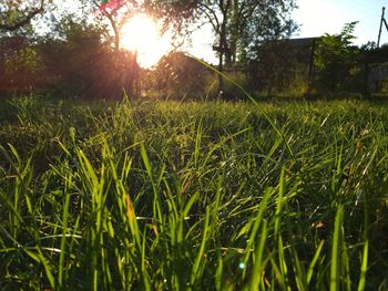 Trees on grassy field