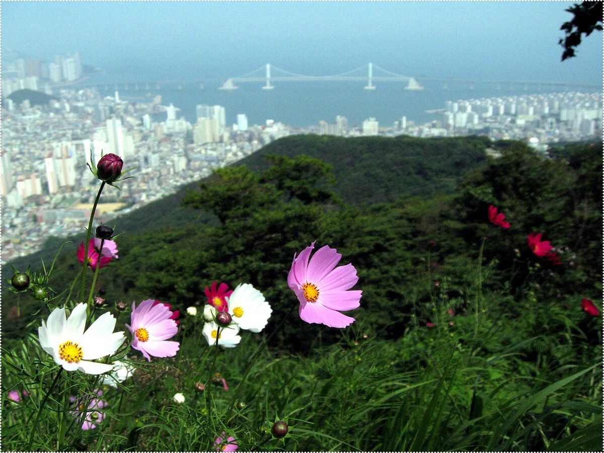 flower, freshness, growth, fragility, beauty in nature, petal, in bloom, blossom, flower head, nature, close-up, pink color, cosmos flower, botany, plant, springtime, day, outdoors, no people, blooming, tranquility, growing, multi colored, vibrant color, skyscraper, creativity, development