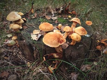 Mushrooms growing in forest