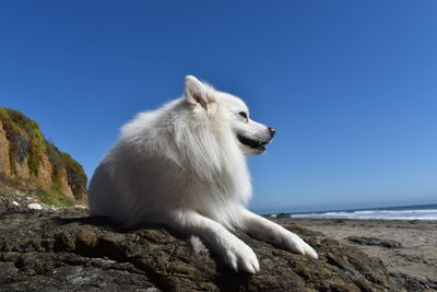 White cat on rock by sea against clear blue sky