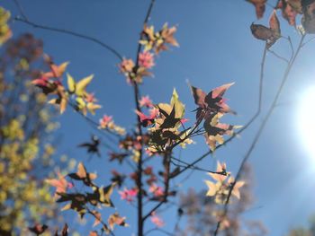 Low angle view of flower tree against sky