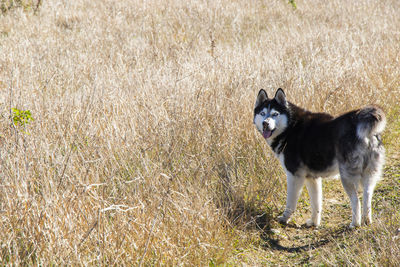 Dog running on grassy field