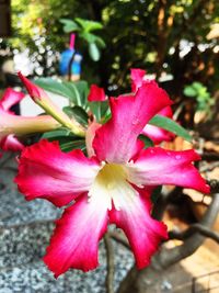 Close-up of flower