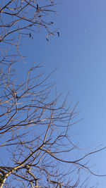 Low angle view of bare trees against sky