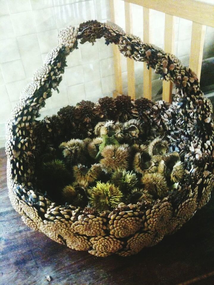 CACTUS PLANT IN POT