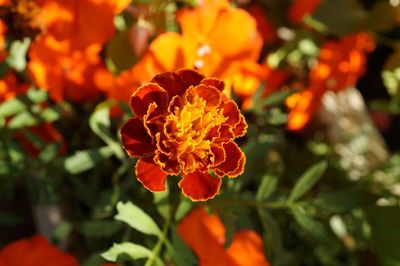 Close-up of orange marigold flower