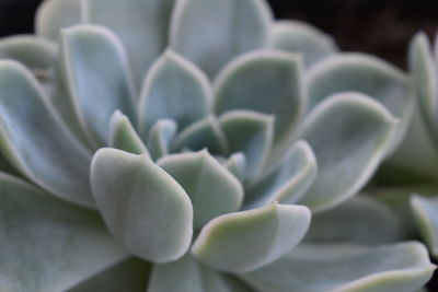 Cactus close-up