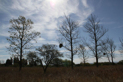 View of bare trees on field against sky