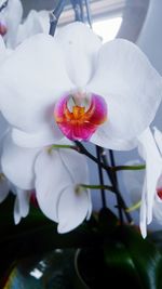 Close-up of pink flower