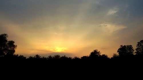 Silhouette of trees at sunset