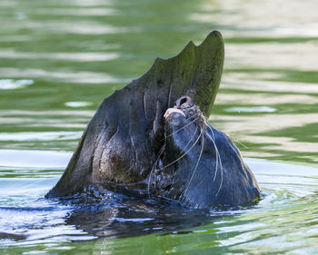 Close-up of turtle swimming in lake