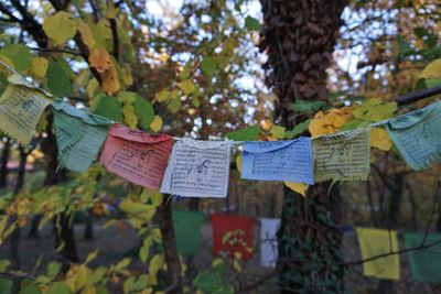 Close-up of leaves hanging on tree