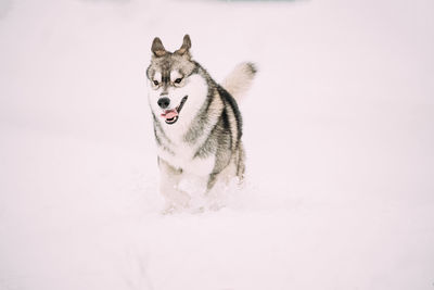 Dogs on snow