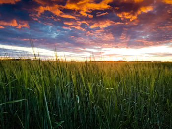 Crops growing on field against sky during sunset