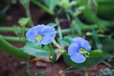 Close-up of purple flowering plant