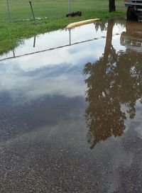 Reflection of trees in water