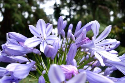 Close-up of purple flower