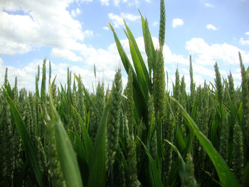 Scenic view of field against cloudy sky