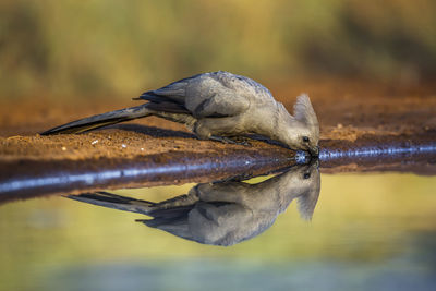 Close-up of a bird