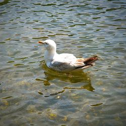 Bird flying over calm lake