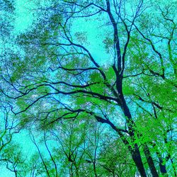Low angle view of trees
