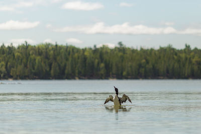 Loon extending it's wings