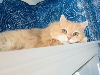 Portrait of cat relaxing on bed