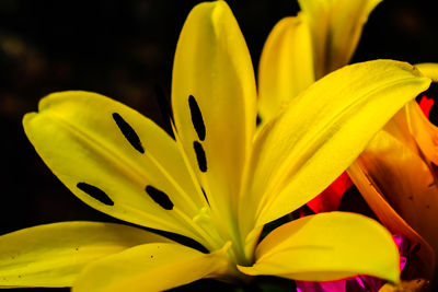 Close-up of yellow lily blooming outdoors