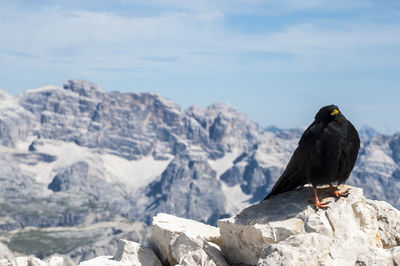 Bird perching on rock