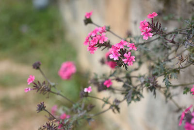 Close-up of pink flowering plants