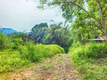 Narrow pathway along plants