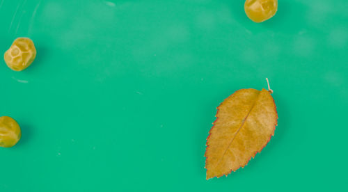 High angle view of leaf floating on water