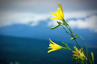 Close-up of yellow flower against sky