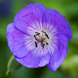 Close-up of purple flowers blooming