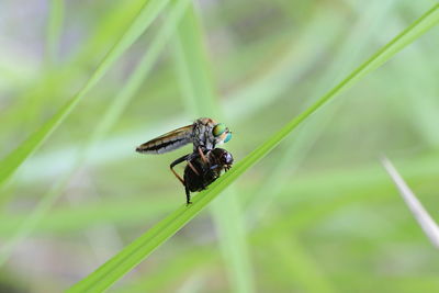 Close-up of insect on leaf