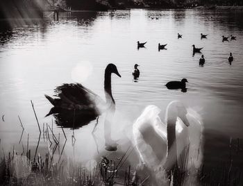 Swans swimming in lake