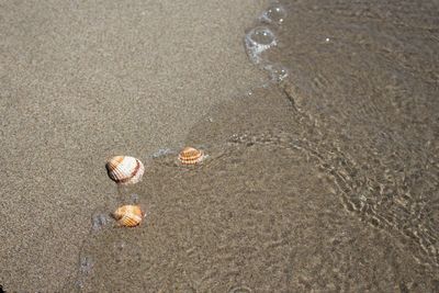 High angle view of shells on beach