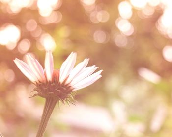 Close-up of flower on sunny day