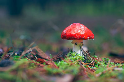 fungus