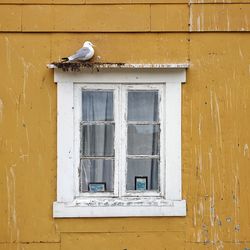 Bird on window of building