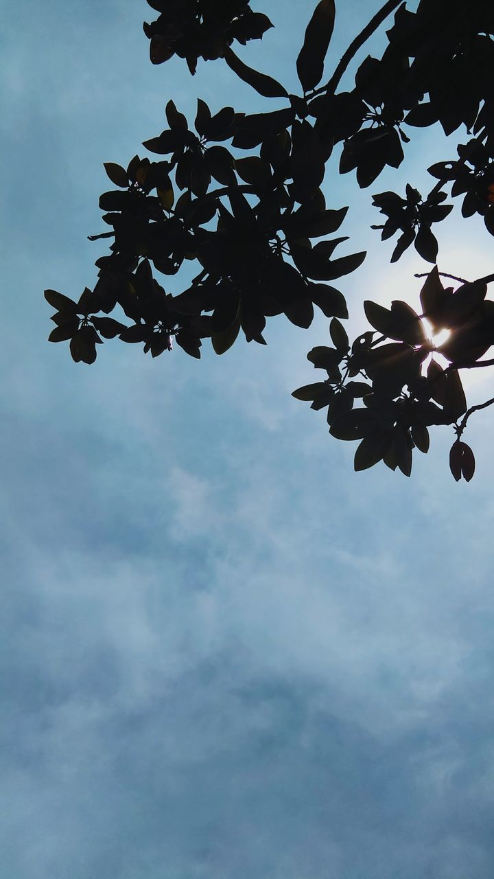 low angle view, sky, cloud - sky, branch, cloudy, tree, nature, cloud, leaf, growth, day, no people, outdoors, beauty in nature, close-up, hanging, silhouette, tranquility, dusk, focus on foreground