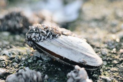 Close-up of shell on rock