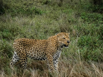 View of a cat on field