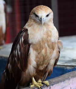 Close-up of owl perching outdoors