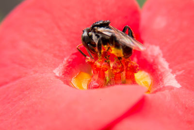 Close-up of insect on red hibiscus