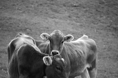 Portrait of cows in a field