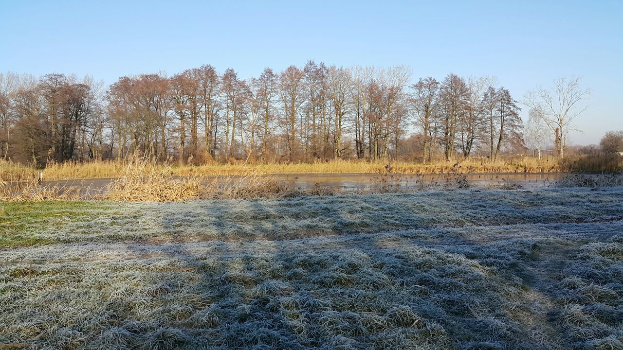 tree, clear sky, tranquility, tranquil scene, landscape, nature, field, scenics, beauty in nature, growth, copy space, non-urban scene, day, outdoors, no people, sky, sunlight, forest, grass, remote