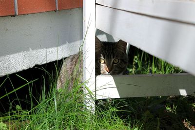 Cat hiding in backyard